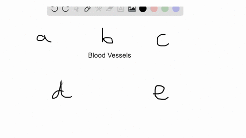 match-the-descriptions-to-the-blood-vessels-in-the-key-some-answers-may-be-used-more-than-once-a-v-6