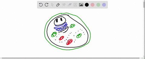 match-each-cell-component-with-its-function-text-________mitochondrion-quad-quadquadquadquad-text-a-