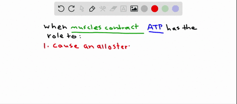 the-function-of-atp-during-muscle-contraction-is-to-a-cause-an-allosteric-change-in-myosin-so-it-det