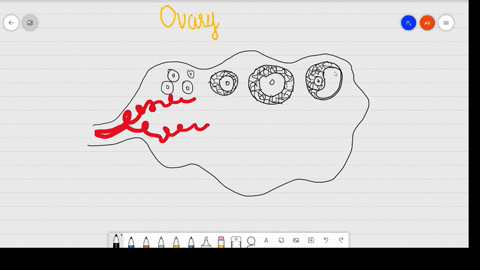 draw-a-labelled-diagram-of-a-section-through-ovary