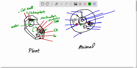 identify-the-components-of-the-cells-shown-above