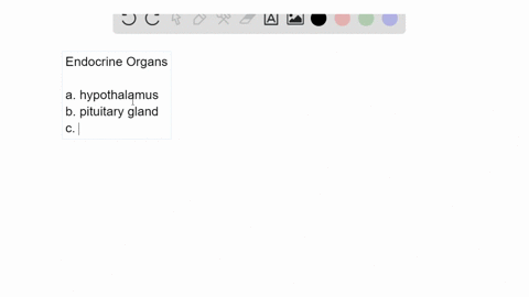 identify-each-of-the-endocrine-organs-in-the-figure-2