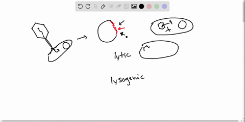 bacteriophages-can-multiply-by-___________-a-prokaryotic-fission-b-the-lytic-pathway-c-the-lysogenic