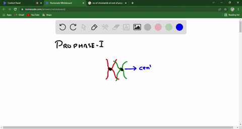 in-a-human-cell-at-the-end-of-prophase-i-how-many-chromatids-centromeres-and-bivalents-are-present