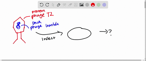 scientists-have-discovered-how-to-put-together-a-bacteriophage-with-the-protein-coat-of-phage-mathrm