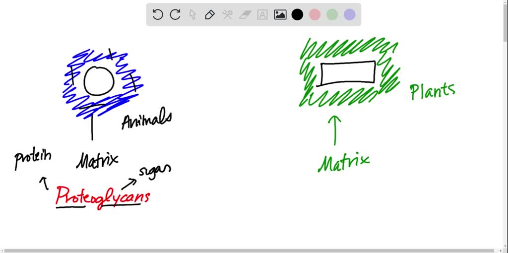 SOLVEDHow do the extracellular fibers in plants differ from those in animals? a. Plant fibers
