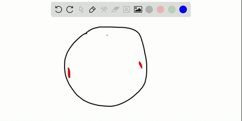 how-many-centrioles-does-a-cell-have-at-metaphase-of-mitosis-2