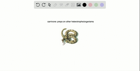 which-type-of-heterotroph-best-describes-this-snake-a-herbivore-b-carnivore-c-omnivore-d-detritivore