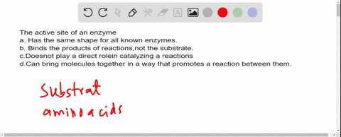 the-active-site-of-an-enzyme-a-has-the-same-shape-for-all-known-enzymes-b-binds-the-products-of-reac
