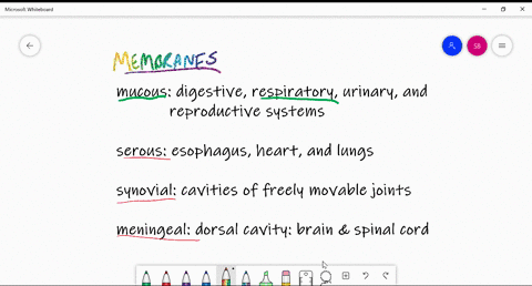 which-type-of-membrane-is-found-lining-systems-open-to-the-outside-environment-such-as-the-respirato