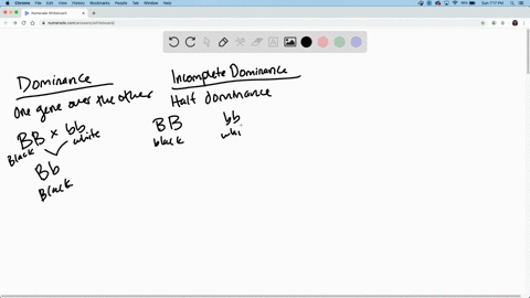 the-abo-blood-groups-in-humans-are-expressed-as-the-i4-ib-and-i-alleles-the-ia-allele-encodes-the-a-