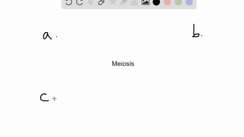 at-which-stage-of-meiosis-are-sister-chromatids-separated-from-each-other-a-prophase-i-b-prophase-ii