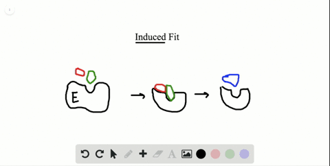 enzymes-facilitate-chemical-reactions-that-result-in-changes-to-a-substrate-how-does-the-induced-fit