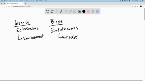 birds-and-insects-frequently-collect-nectar-from-plants-birds-are-endothermic-and-insects-are-ecto-2