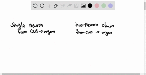 all-of-the-following-characterize-the-ans-except-a-a-two-neuron-efferent-chain-b-presence-of-neuron