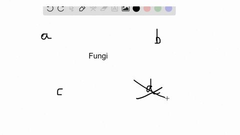fungi-fulfill-an-ecological-role-by-decaying-mostly-dead-organic-matter-fungi-are-therefore-called-a