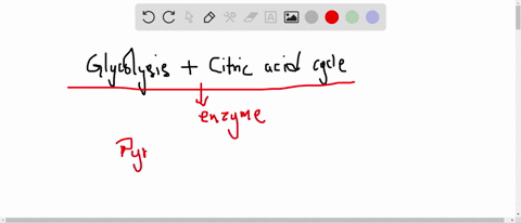 what-reaction-serves-to-link-glycolysis-and-the-citric-acid-cycle-and-what-is-the-enzyme-that-cataly