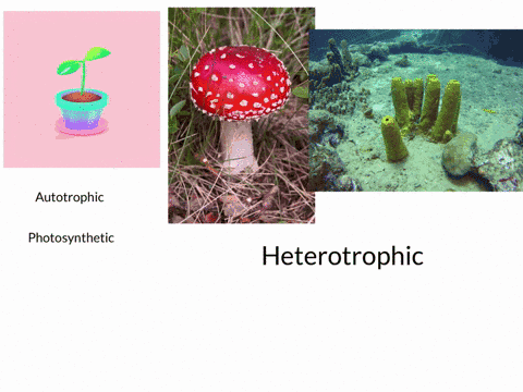 SOLVED:Like sponges, plants are sessile organisms, but plants and sponges  have dissimilar appearances. What important difference between sponges and  plants explains this observation?