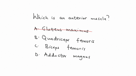 which-is-an-anterior-muscle-a-gluteus-maximus-b-quadriceps-femoris-c-biceps-femoris-d-adductor-magnu