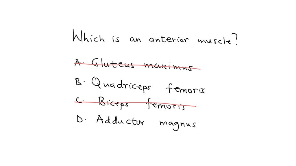 SOLVED The muscle that flexes the leg and extends the thigh is the A