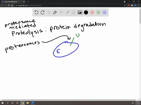 proteins-are-degraded-in-cells-what-is-ubiquitin-and-what-role-does-it-play-in-tagging-proteins-for-