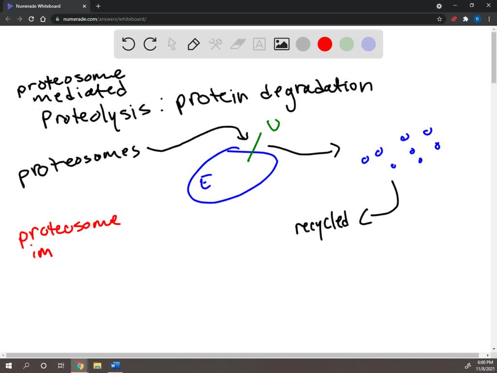 solved-proteins-are-degraded-in-cells-what-is-ubiquitin-and-what-role