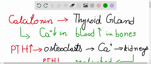 explain-how-the-thyroid-and-parathyroid-glands-work-together-to-maintain-blood-calcium-homeostasis-2