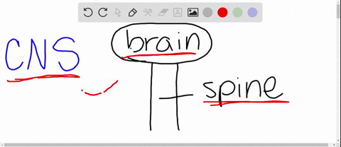 the-neurons-of-the-spinal-cord-are-part-of-the-a-somatic-nervous-system-b-central-nervous-system-c-a