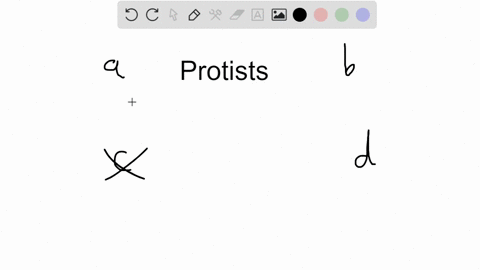 all-protists-possess-a-cell-walls-c-multicellular-organization-b-functional-chloroplasts-d-nuclei