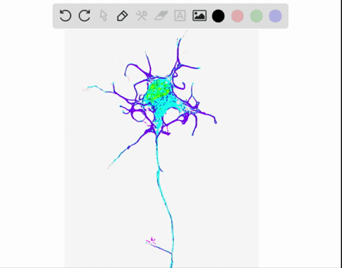 which-type-of-neuron-delivers-signals-to-muscles