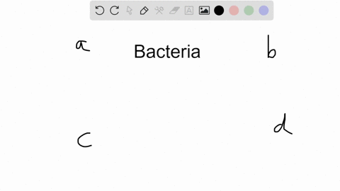 the-type-of-bacteria-found-in-long-chains-of-spherical-organisms-is-_____-a-staphylococcus-b-coccus-