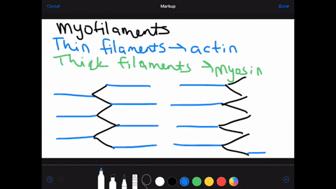 which-of-the-following-statements-best-describes-the-sliding-filament-mechanism-of-muscle-contractio