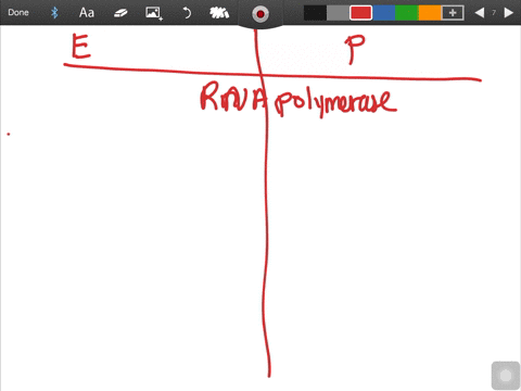 what-does-a-bacterial-rna-polymerase-produce-when-it-transcribes-a-protein-coding-gene-a-rrna-b-trna