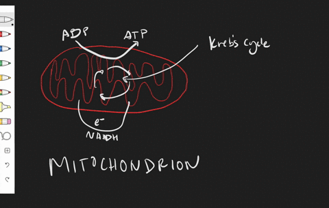 which-process-does-not-occur-in-the-organelle-illustrated-above-a-glycolysis-b-krebs-cycle-c-convers