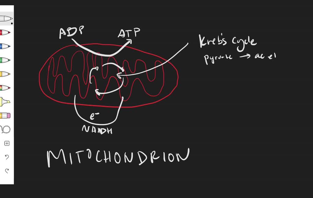 solved-which-process-does-not-occur-in-the-organelle-illustrated-above