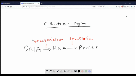 rnas-form-by-________-proteins-form-by-________-a-replication-translation-b-translation-transcriptio