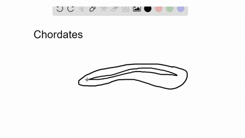 sketch-a-simple-model-of-a-generic-chordate-showing-and-labeling-its-defining-features