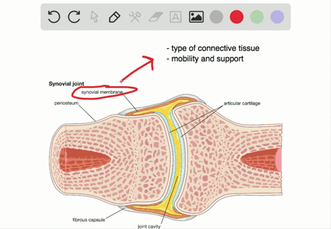 what-is-the-function-of-synovial-membranes