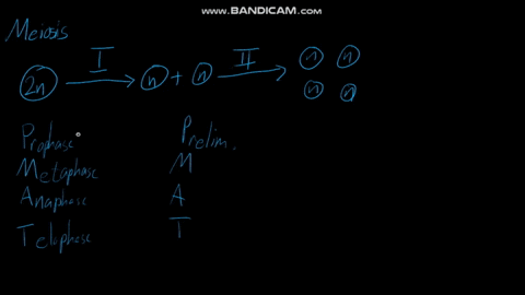questions-15-17-match-the-event-of-mitosis-with-stages-listed-below-which-stage-is-metaphase-ii-of-m