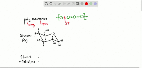 what-is-a-polysaccharide-what-monomer-unit-makes-up-starch-and-cellulose
