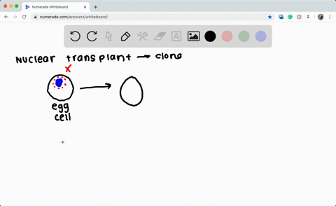 the-most-common-procedure-for-cloning-an-animal-is