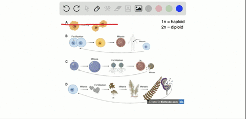which-type-of-life-cycle-has-both-a-haploid-and-diploid-multicellular-stage-a-an-asexual-life-cycle-