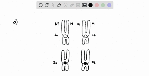 a-cell-has-two-pairs-of-submetacentric-chromosomes-which-we-will-call-chromosomes-mathrmi_mathrmx-ma