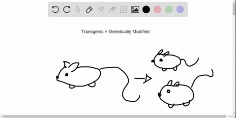 true-or-false-some-transgenic-organisms-can-pass-their-foreign-genes-to-offspring