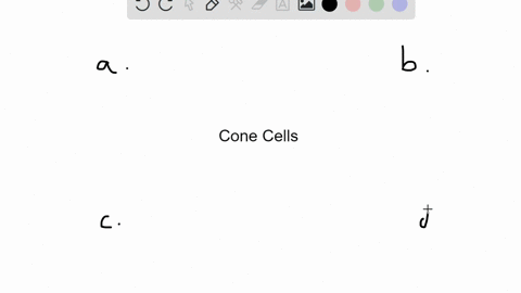 the-greatest-concentration-of-cones-is-found-in-the-a-sclera-b-lens-c-ciliary-body-d-fovea