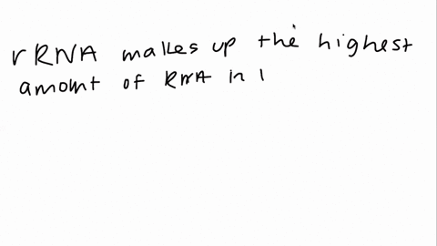 match-the-following-statements-with-rrna-mrna-or-trna-215-a-is-the-smallest-type-of-rna-b-makes-up-t