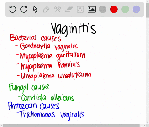 name-three-organisms-a-bacterium-a-fungus-and-a-protozoan-that-are-associated-with-vaginitis