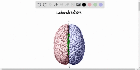 in-humans-the-________-hemisphere-of-the-cerebrum-is-dominant-in-nonverbal-processing-a-right-b-left