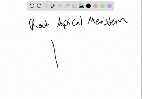 root-apical-meristems-are-found-a-only-in-taproots-b-only-in-lateral-roots-c-only-in-adventitious-ro