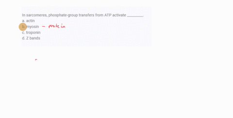 in-sarcomeres-phosphate-group-transfers-from-atp-activate-_________-a-actin-b-myosin-c-troponin-d-z-